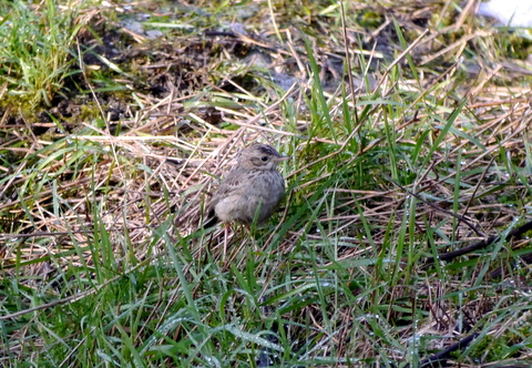Blyth's Pipit