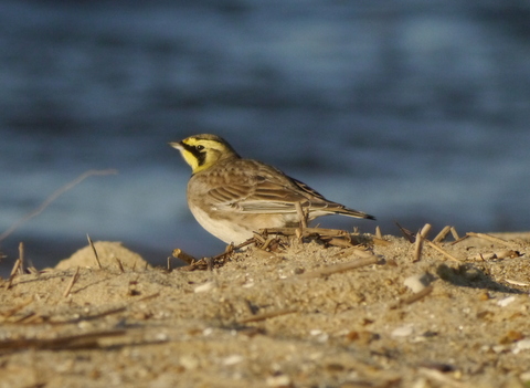 Shorelark