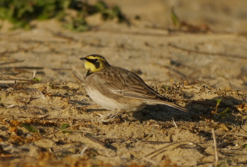 Shorelark