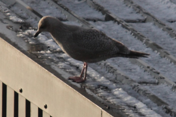 Thayer's Gull