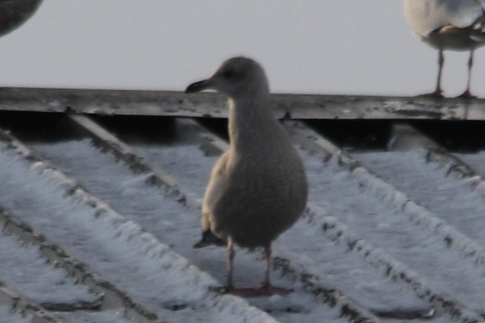 Thayer's Gull