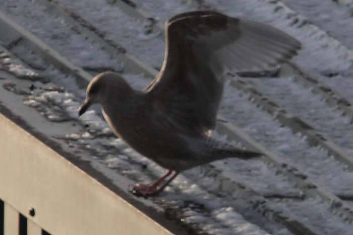 Thayer's Gull
