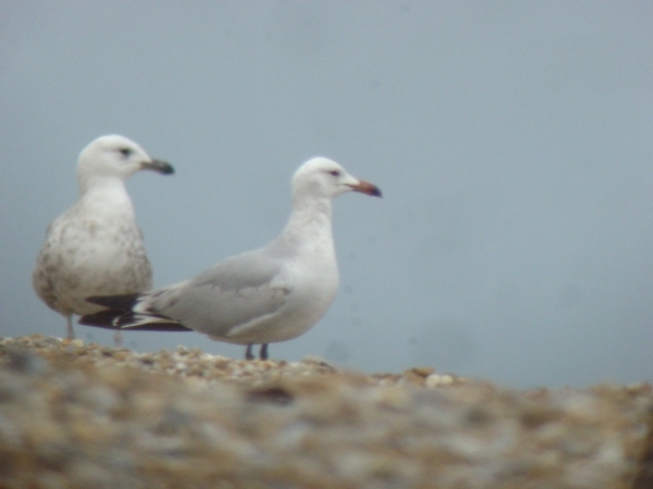 Audouin's Gull