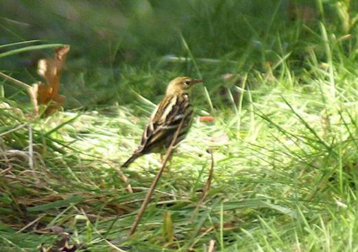 Pechora Pipit