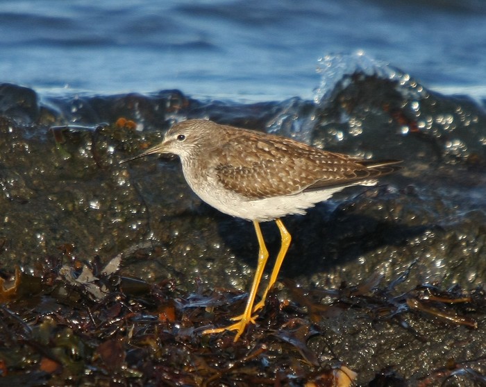 Lesser Yellowlegs