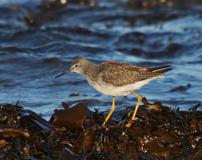 Lesser Yellowlegs