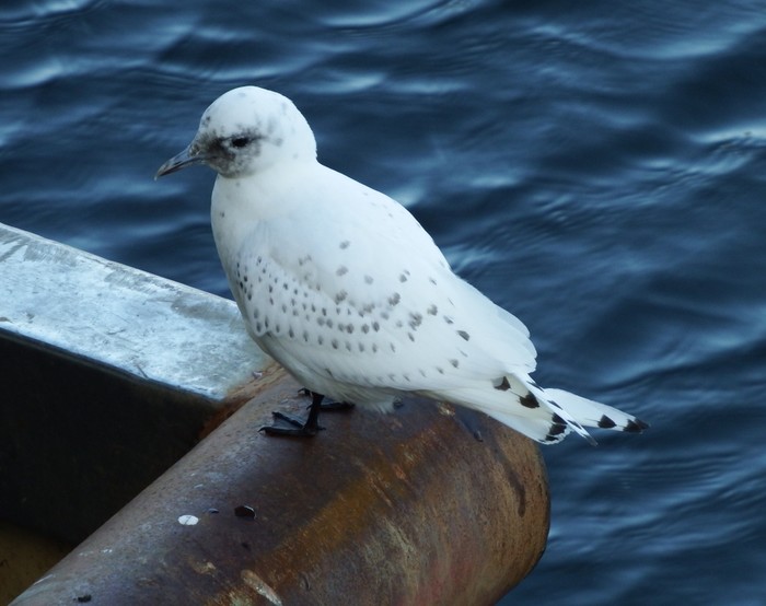 Ivory Gull