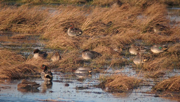 Green-winged Teal