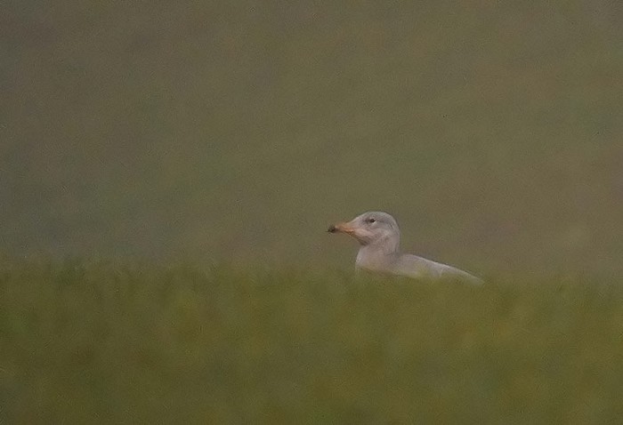 Glaucous Gull
