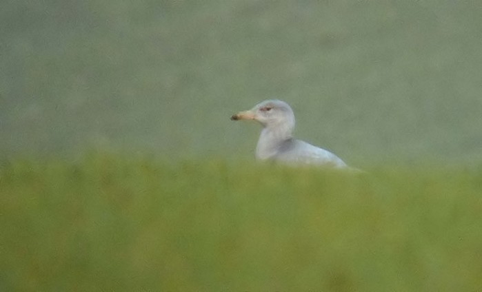 Glaucous Gull