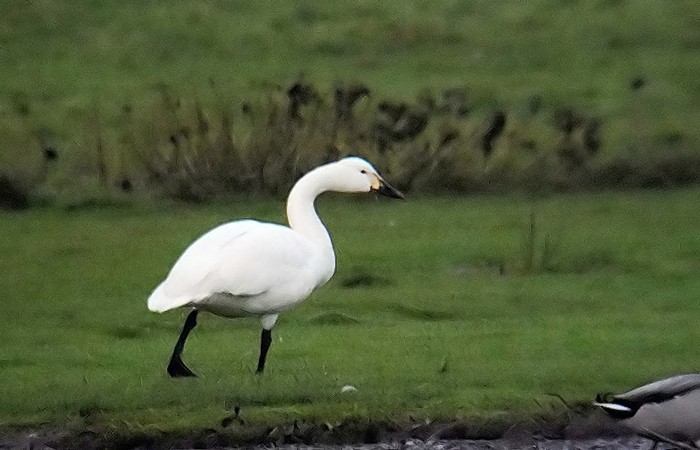 Bewick's Swan