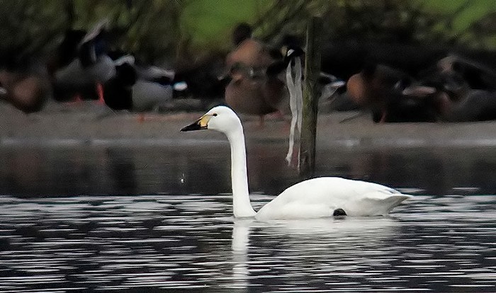 Bewick's Swan