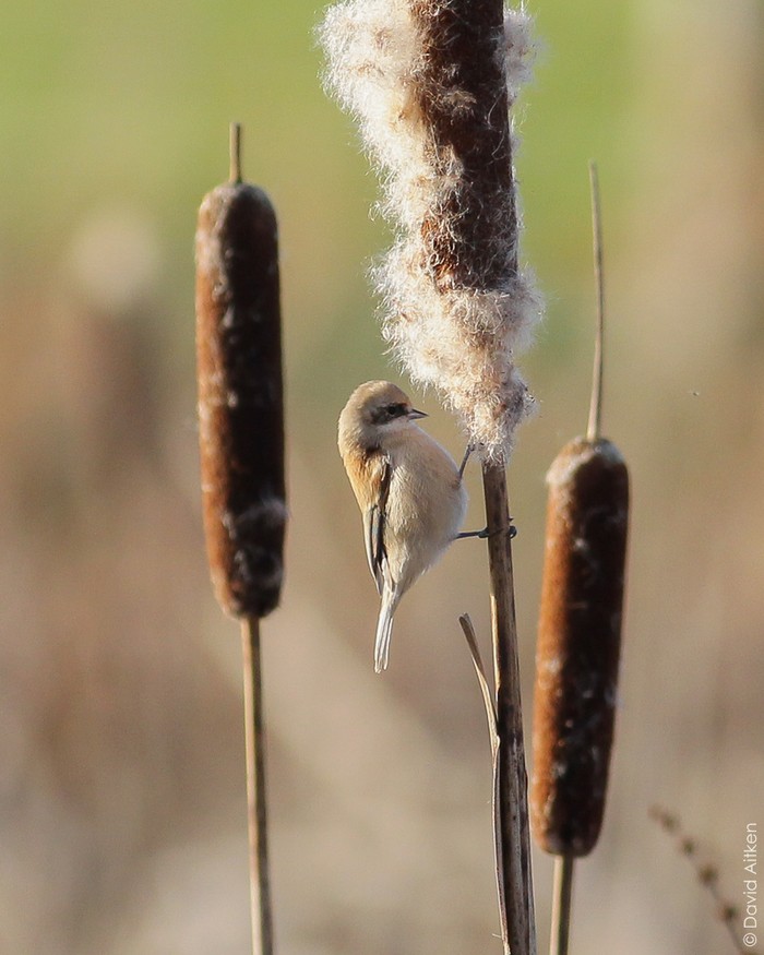 Penduline Tit
