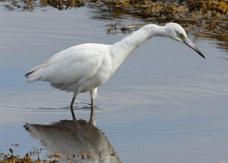 Little Blue Heron