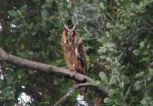 Long-eared Owl
