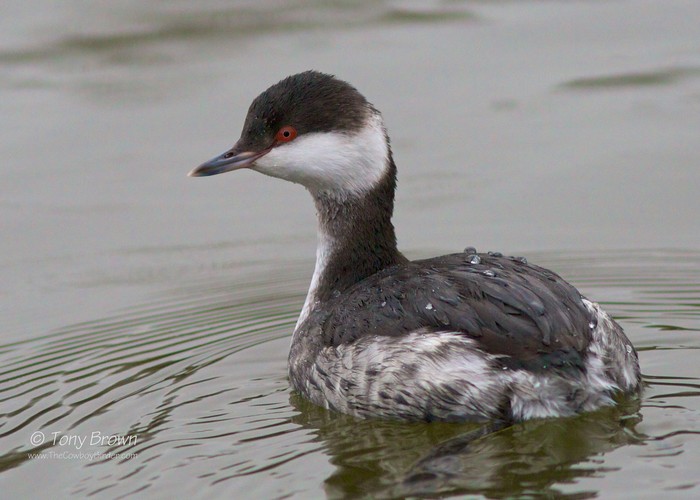 Slavonian Grebe