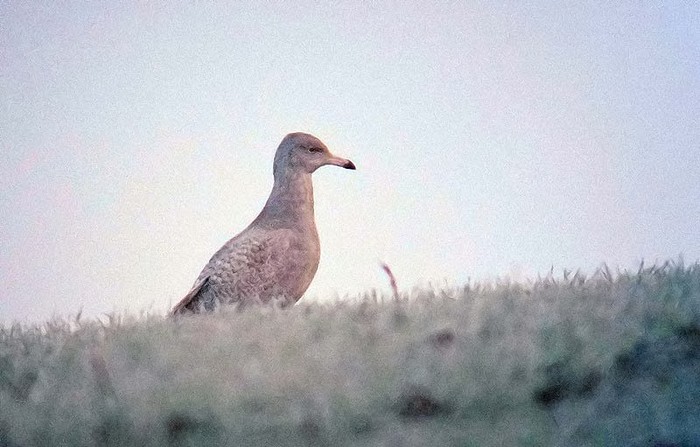 Glaucous Gull