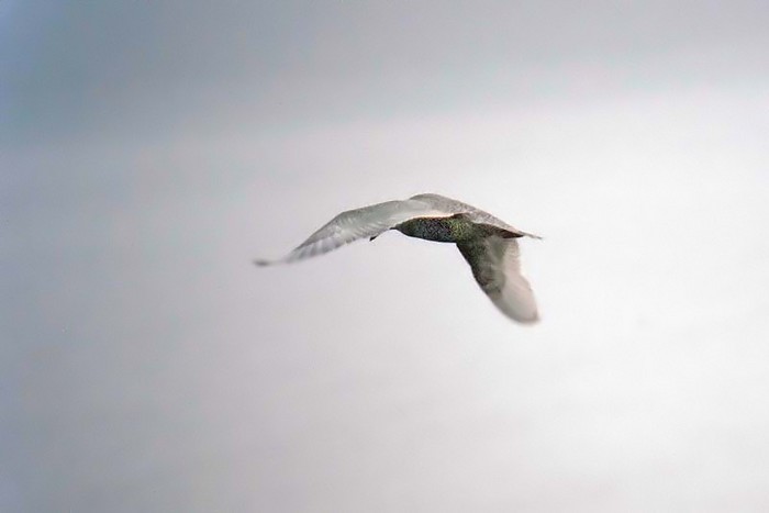 Glaucous Gull
