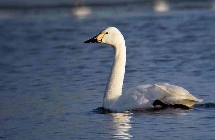 Bewick's Swan