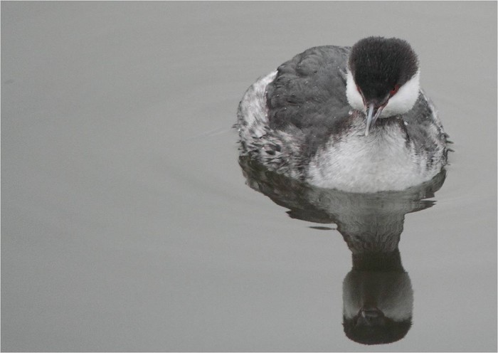 Slavonian Grebe