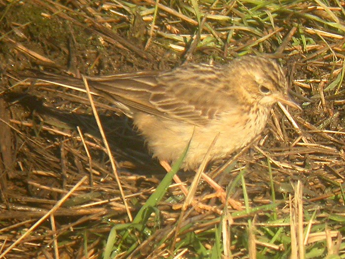 Blyth's Pipit