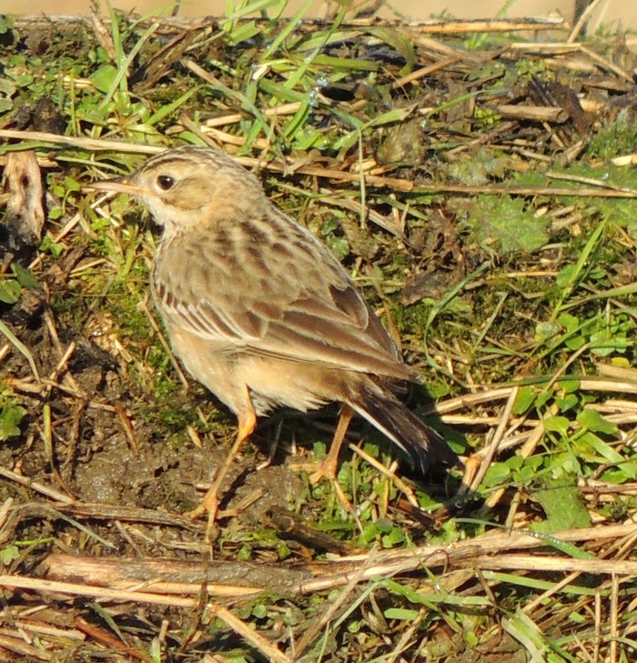 Blyth's Pipit