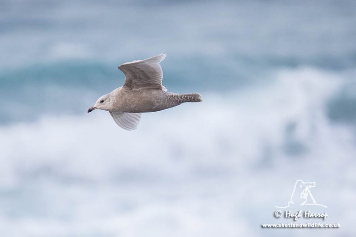 Iceland Gull