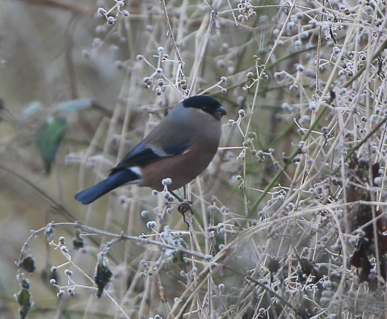 Bullfinch