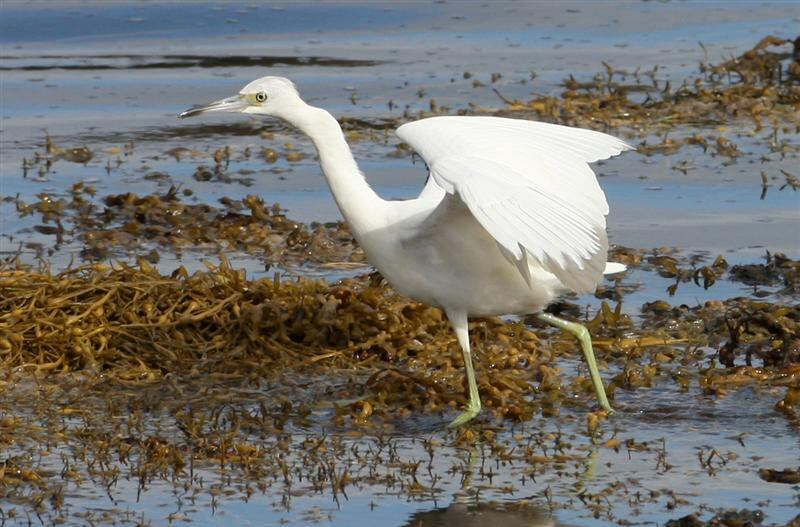 Little Blue Heron