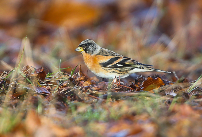 Brambling