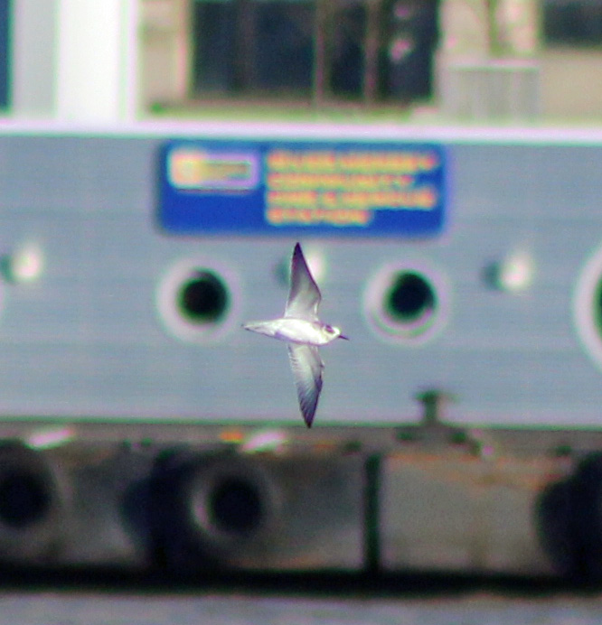 Grey Phalarope