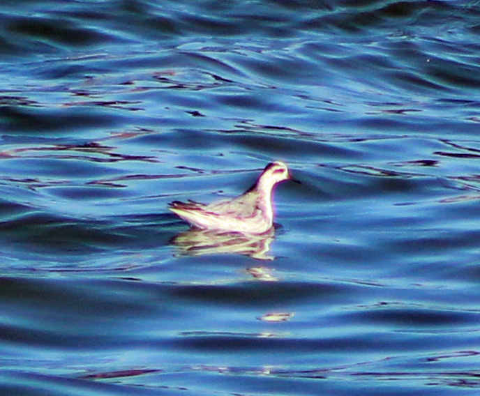 Grey Phalarope