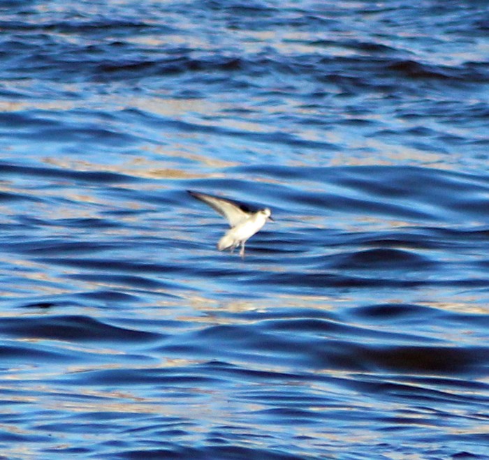 Grey Phalarope