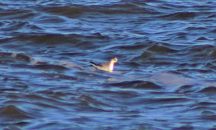 Grey Phalarope