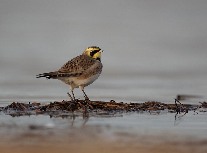 Shorelark