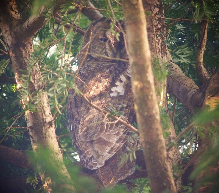 Tawny Owl
