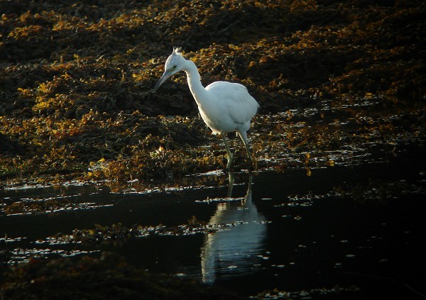 Little Blue Heron
