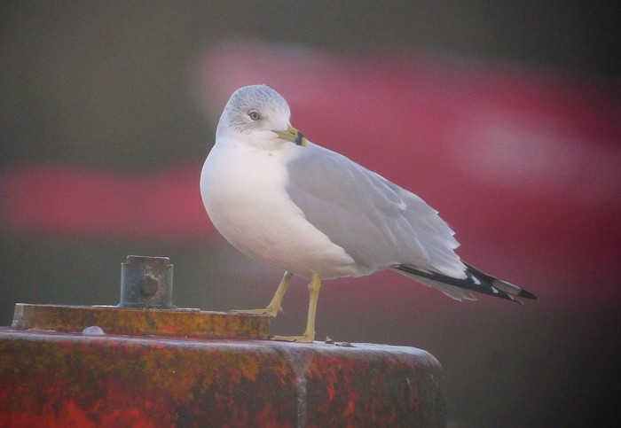 Ring-billed Gull