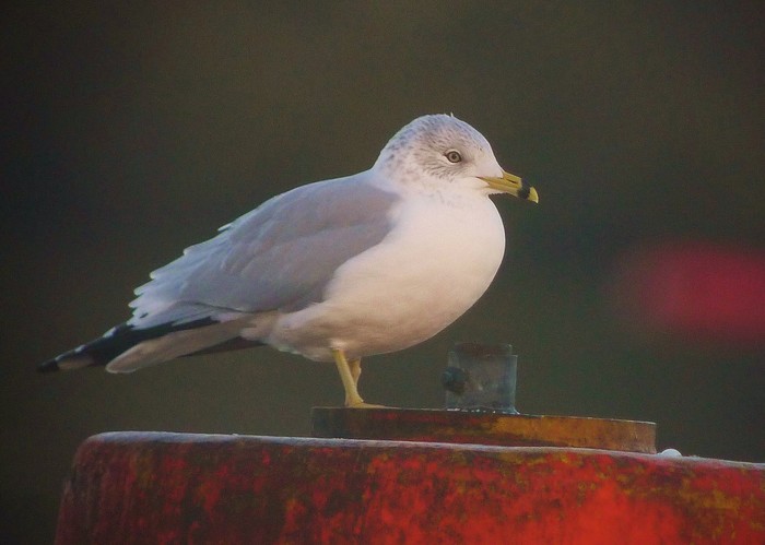 Ring-billed Gull