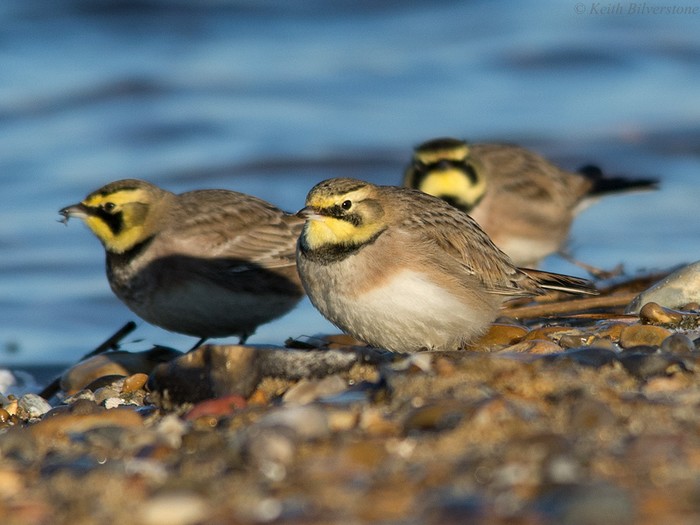 Shorelark