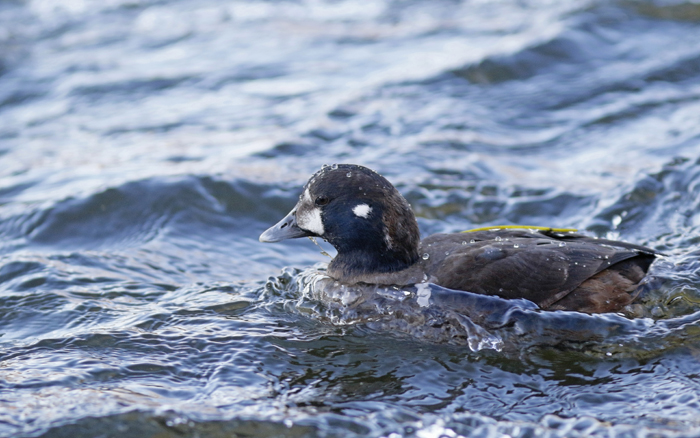 Harlequin Duck