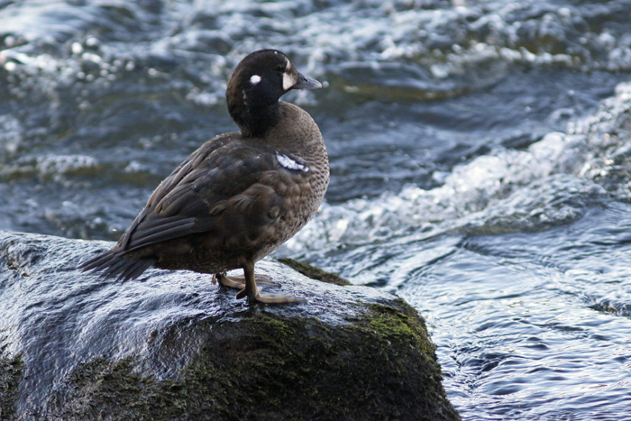 Harlequin Duck
