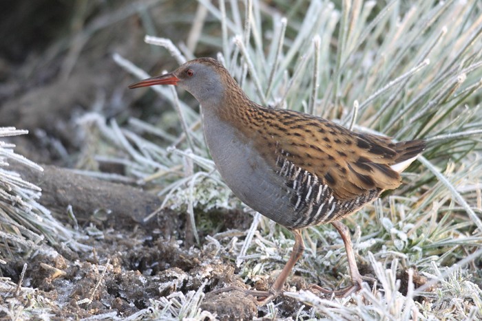 Water Rail