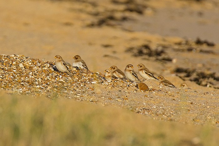 Snow Bunting