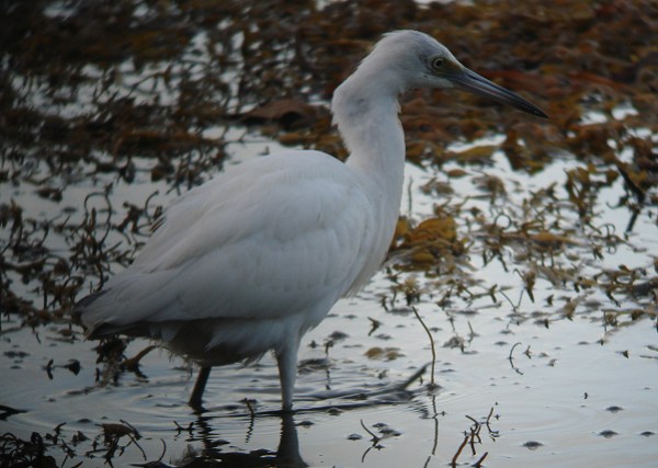 Little Blue Heron