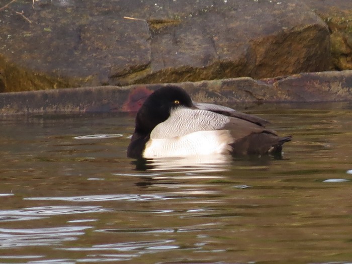 Scaup