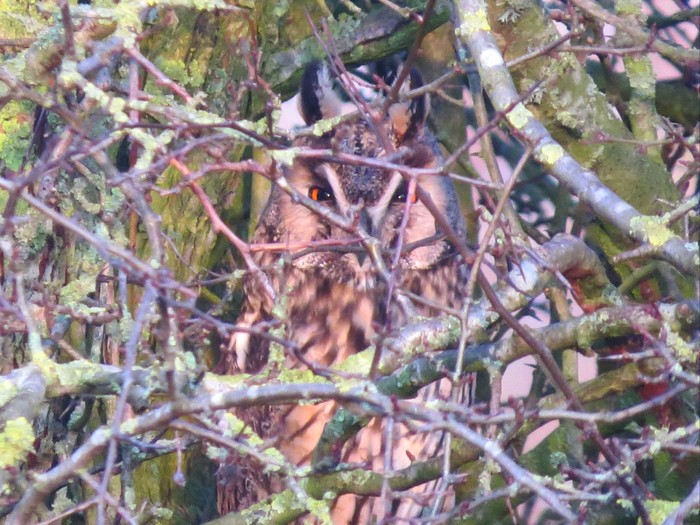 Long-eared Owl