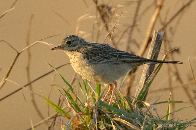 Blyth's Pipit