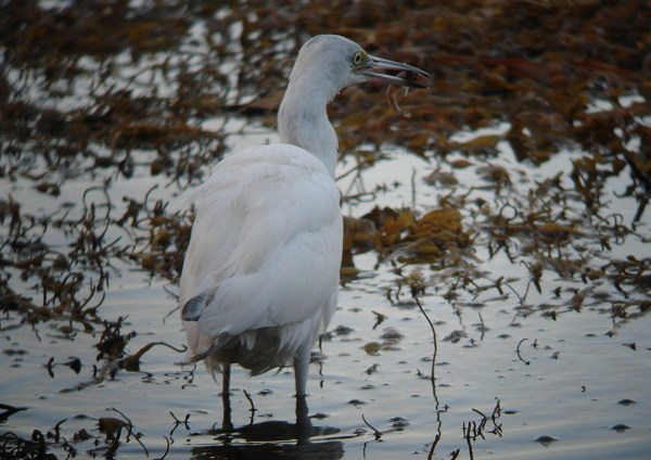 Little Blue Heron