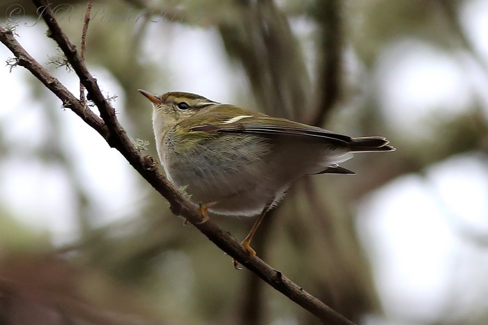 Yellow-browed Warbler